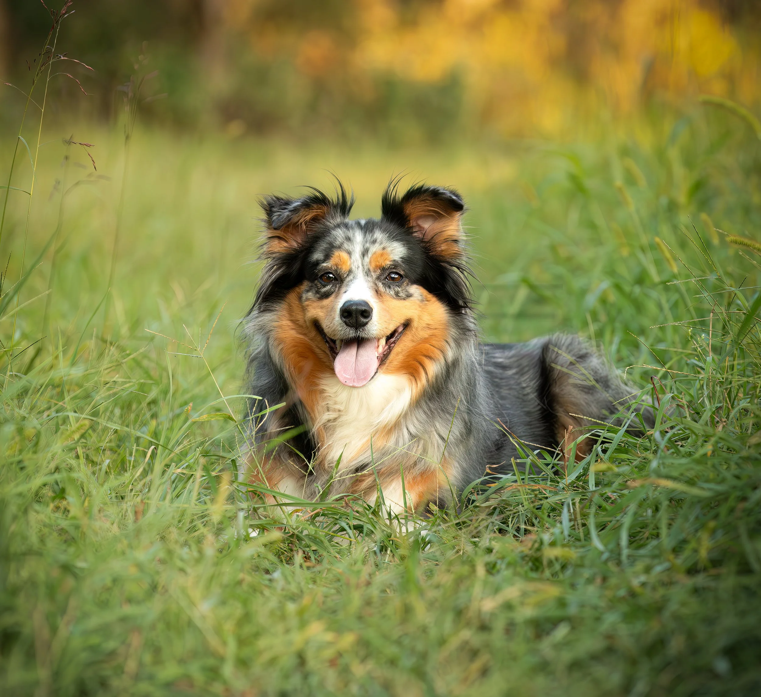 Collies — Seven Cedars Farm